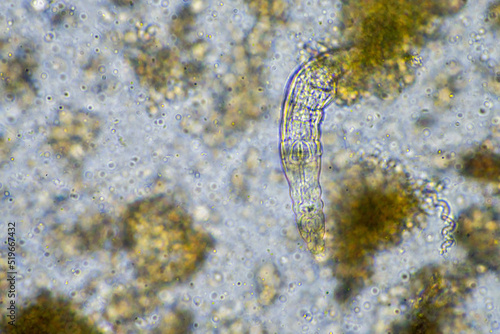 Принти на полотні soil microbes organisms in a soil and compost sample, testate amoebae under the microscope in regenerative agriculture