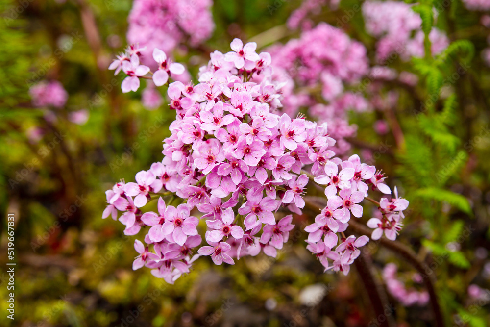 Beautiful small pink flower cluster in a garden; Cluster of pink flowers with red centers Beautiful small pink flower cluster in a garden; Cluster of pink flowers with red centers