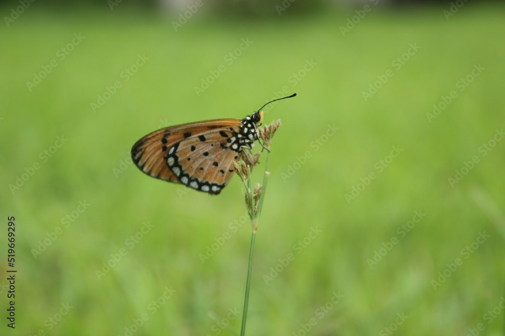 Fototapeta premium butterfly on a flower