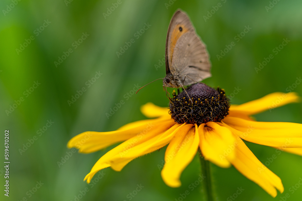 A Meadow Brown butterfly resting on a black eyed Susan flower surrounded by grass and twigs. selective focus, copy space, vivid colours, nature background, Maniola jurtina