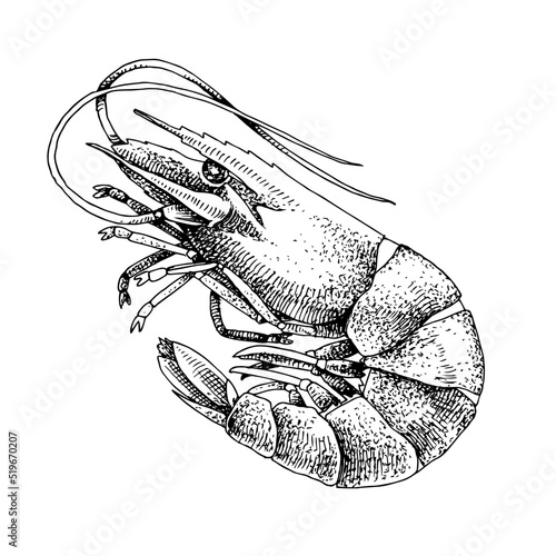 Shrimp or langoustin, fresh sea food.