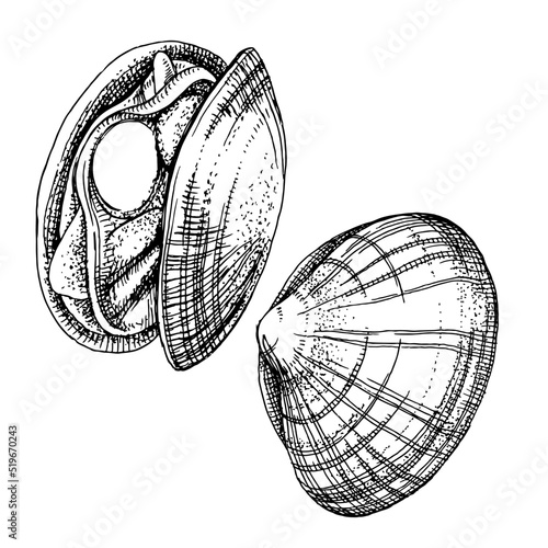 Clams or shellfish seafood illustrations