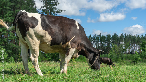 Open farm with dairy cattle on the field in countryside farm. Single cow grazzing on a pasture on blue sky background. © kalyanby