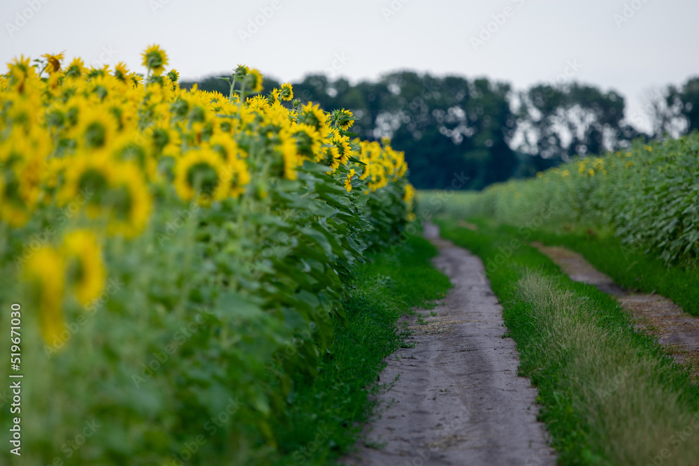 Rural landscape with sunflower field