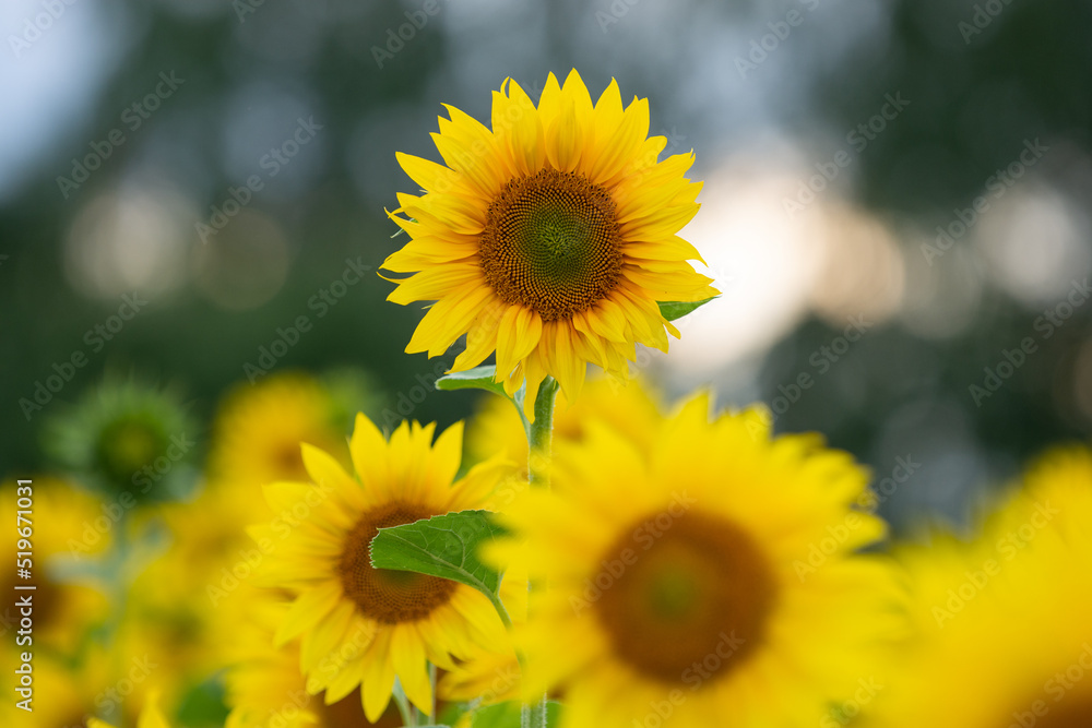 one-offe sunflower above many similar plants one-offe sunflower above many similar plants