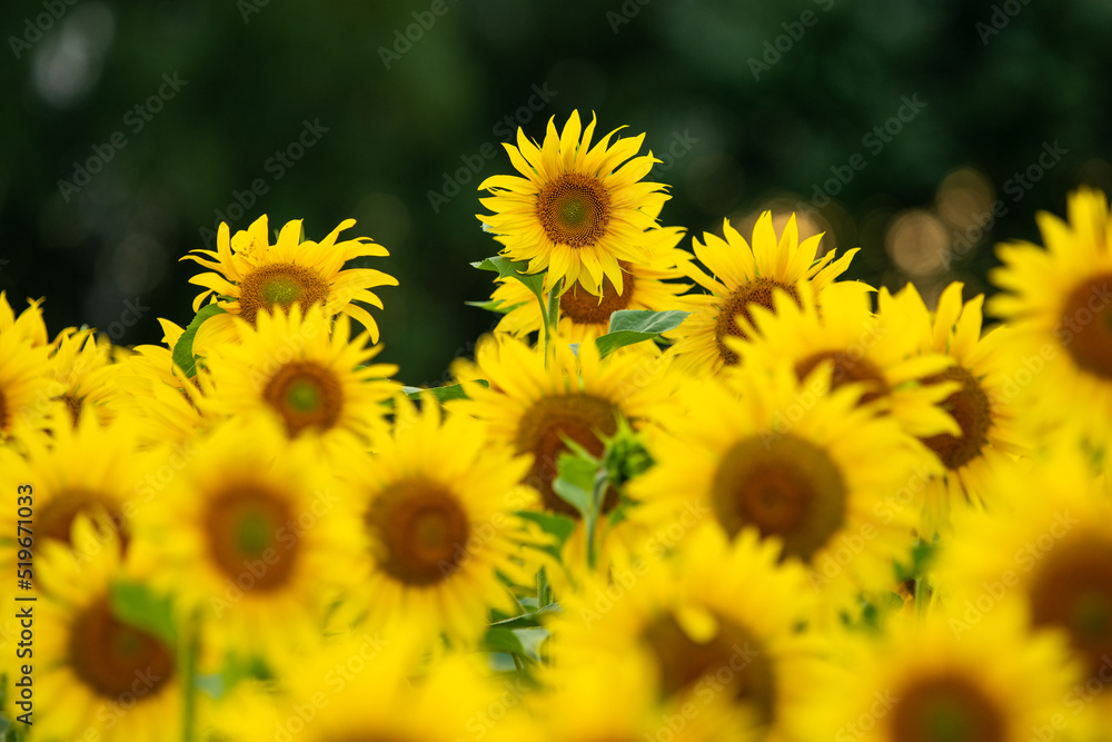 Obraz premium one-offe sunflower above many similar plants