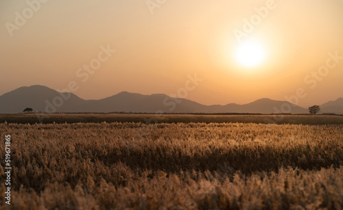 a field of reeds in autumn when the sun sets