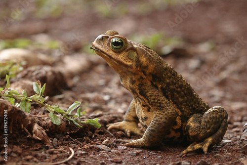 A cane toad side view