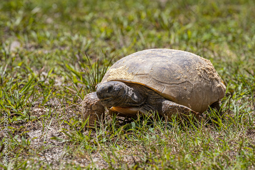 Photo of the endangered Florida gopher tortoise walking in grass photo