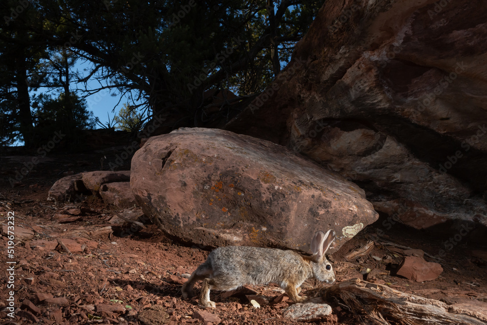 Obraz premium A desert cottontail rabbit sniffs at the root of a juniper tree in the arid environment of the American southwest desert. The sky in the background is a dark blue behind the silhouetted trees. 