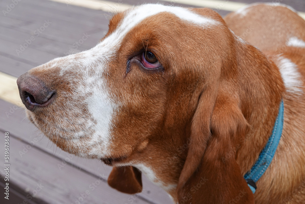 Close up view of the sad bloodshot eye of a basset hound