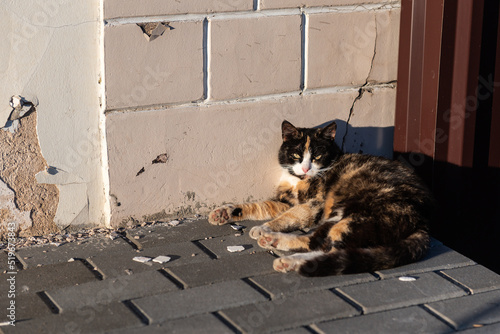 A multi-colored cat is sleeping, Ilukste, Latvia. photo