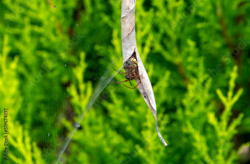 Australian Garden Orb Weaver Spider (Argiope catenulata) with prey