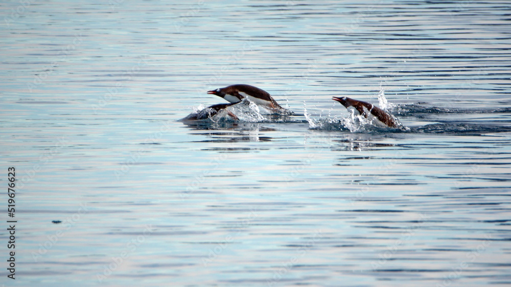 Obraz premium Raft of gentoo penguins (Pygoscelis papua) swimming in Cierva Cove, Antarctica