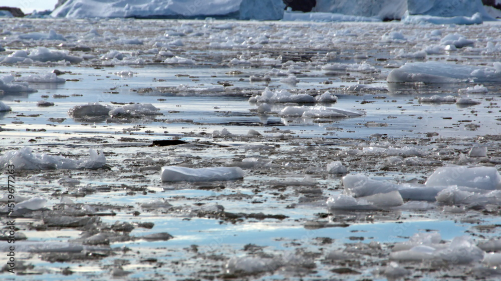 Small icebergs and sea ice floating in Cierva Cove, Antarctica Small icebergs and sea ice floating in Cierva Cove, Antarctica