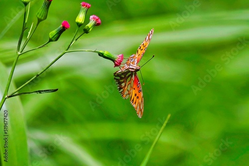Gulf fritellary butterfly hanging on a pretty pink flower in a sea of green leaves and stems.