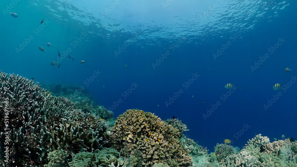 Tropical fishes and coral reef at diving. Beautiful underwater world with corals and fish.