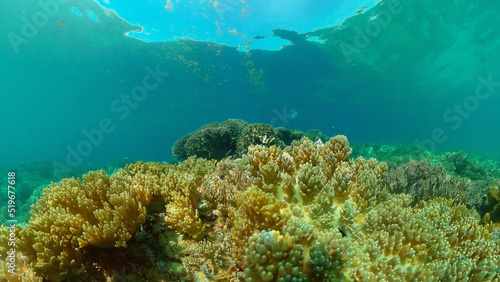 Marine scuba diving. Underwater colorful tropical coral reef seascape. Philippines. © Alex Traveler