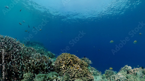 Tropical fishes and coral reef at diving. Beautiful underwater world with corals and fish. © Alex Traveler