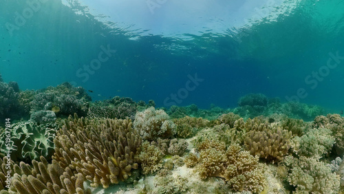 Fototapeta Naklejka Na Ścianę i Meble -  Underwater fish reef marine. Tropical colourful underwater seascape. Philippines.