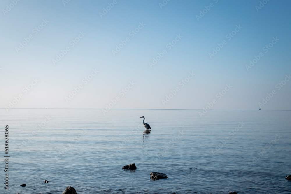 Fototapeta premium Ave solitaria en el mar parada en una roca con cielo azul