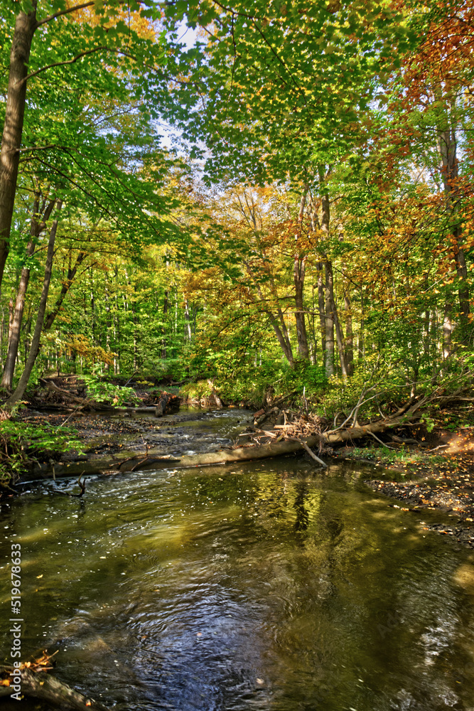 Nature's interdependence in full cry in the fall - Fall in Central Ontario, Canada Nature's interdependence in full cry in the fall - Fall in Central Ontario, Canada