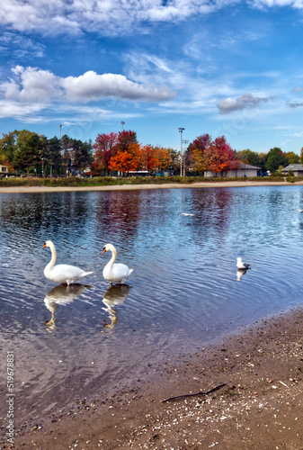 The lone gull following the big ducks - Fall in Central Ontario, Canada