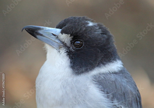 Close up portrait of a grey butcherbird in Australia photo