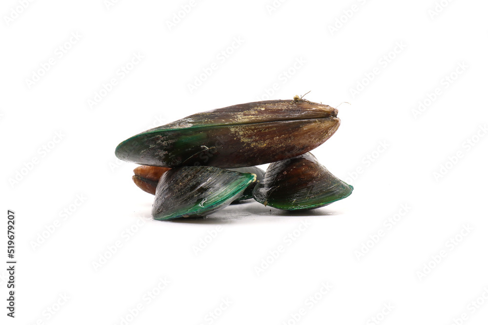 Mussels on white background.suitable for people who are controlling