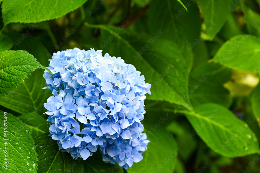 Blooming blue flowers in garden. Hydrangea or hortensia. Blooming blue flowers in garden. Hydrangea or hortensia.