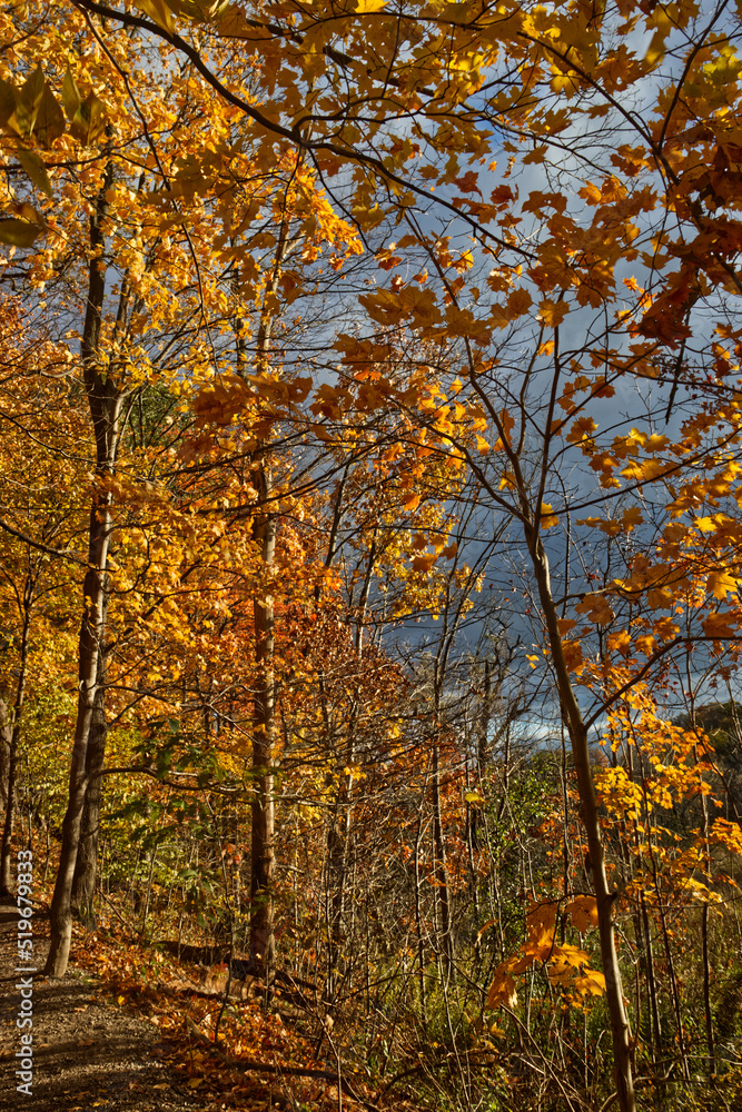 The golden leaves light up with the dark skies behind - Fall in Central Ontario, Canada