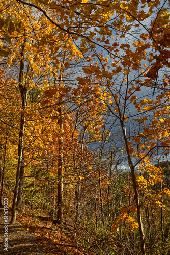 The golden leaves light up with the dark skies behind - Fall in Central Ontario, Canada © Ravi