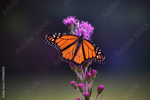 Monarch Butterfly on Purple Liatris Flowers
