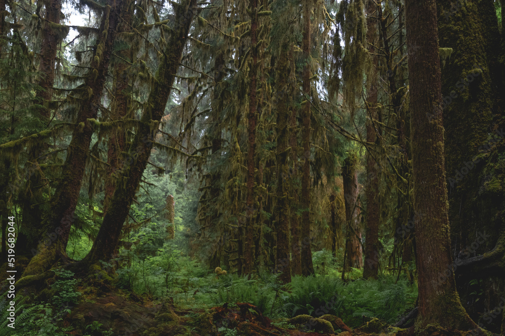 Beautiful Old Growth Forest of Washington’s Olympic Peninsula