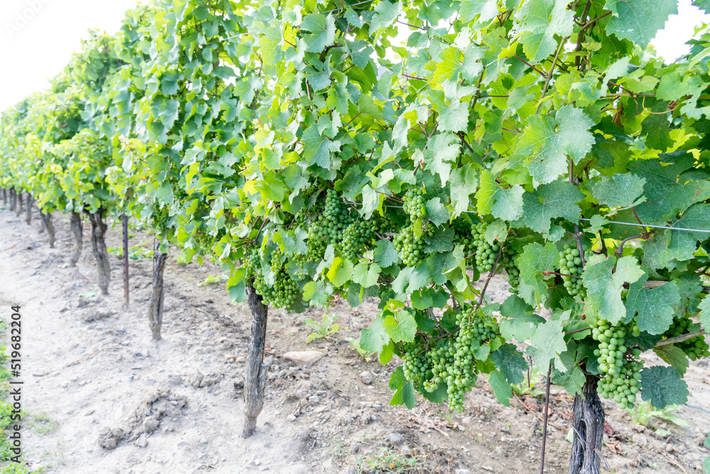 Grape vines in Vineyards, Niagara Falls area, Ontario, Canada. 