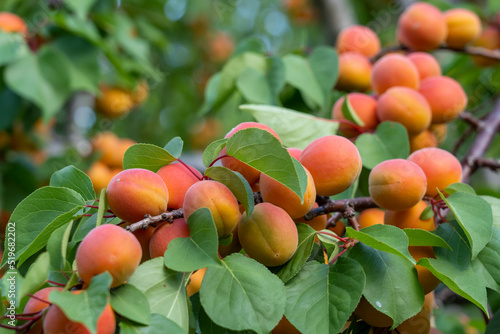 Apricots on the tree in an orchard. 