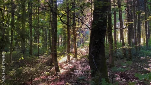 Forest Light In Summer