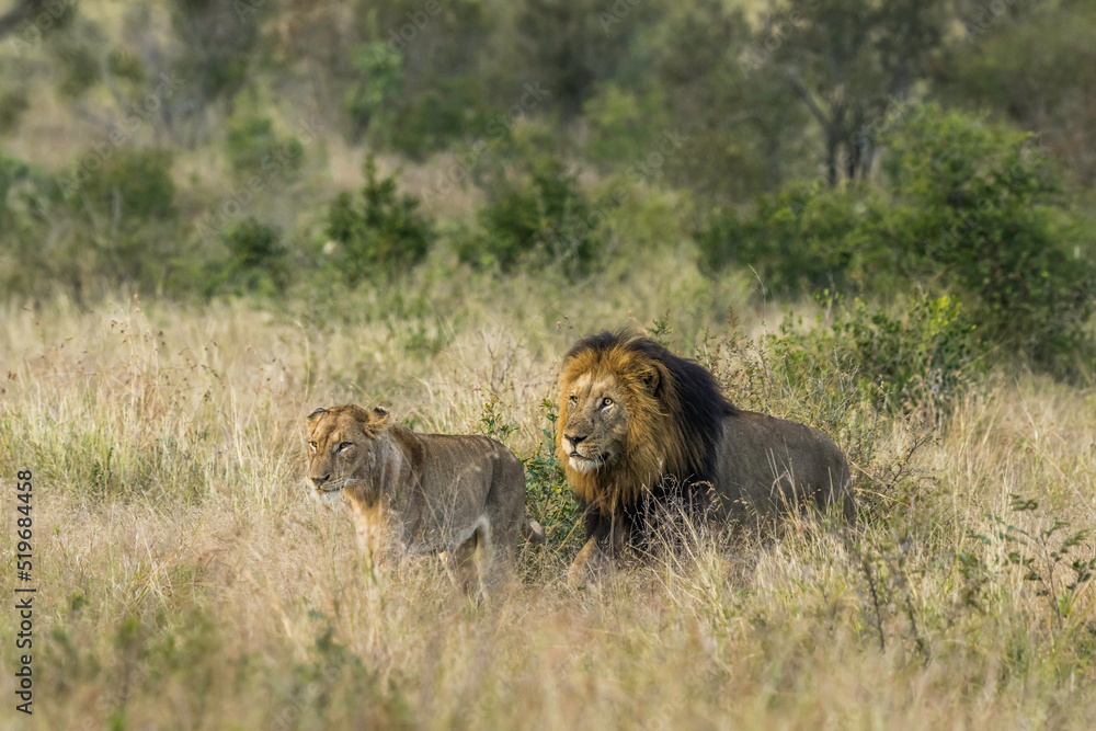 Fototapeta premium Mating Pair of lions making their way through long grass