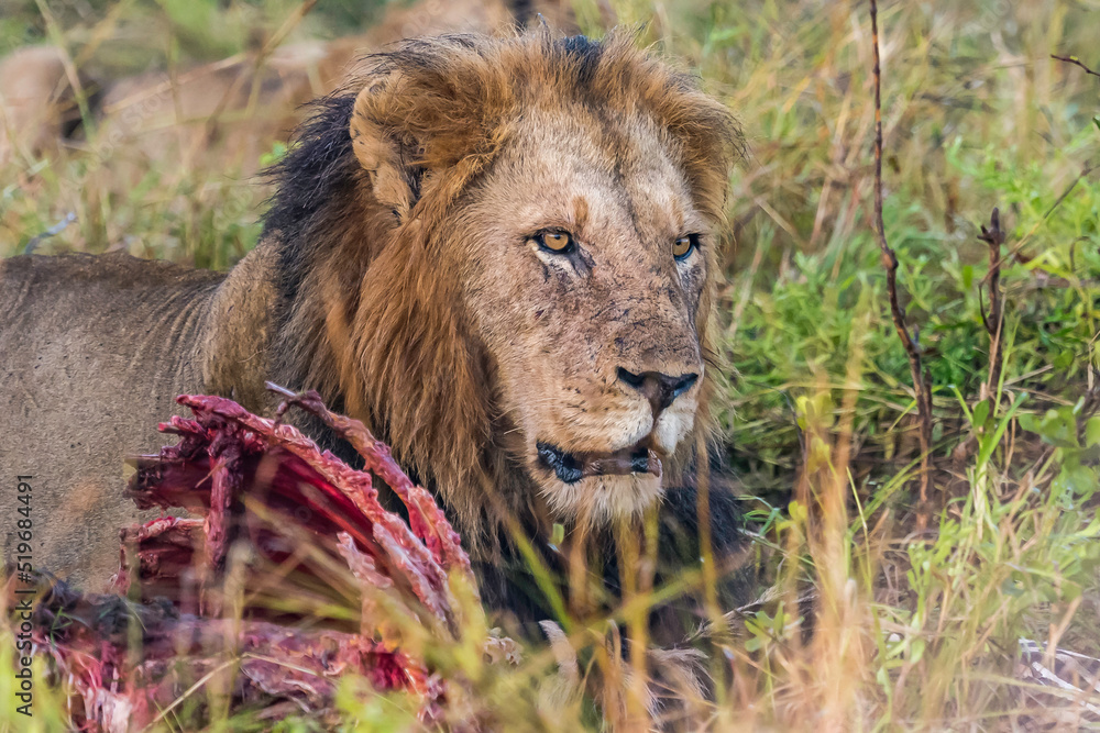 Fototapeta premium male lion with zebra carcass