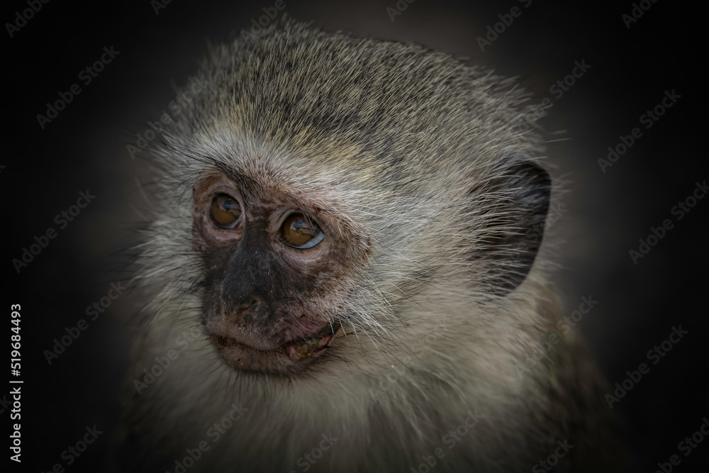Portrait of a vervet monkey on a black bacground Portrait of a vervet monkey on a black bacground
