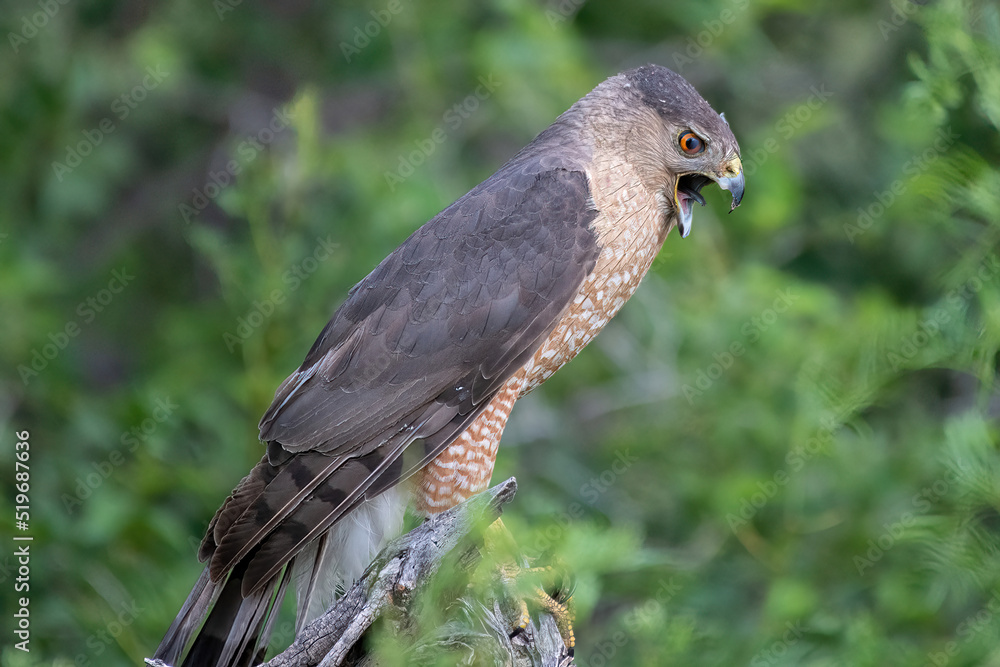 Cooper's Hawk in Hutchinson County Texas Cooper's Hawk in Hutchinson County Texas