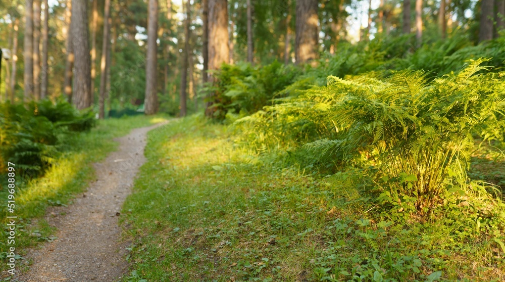 Obraz premium Fern in the park