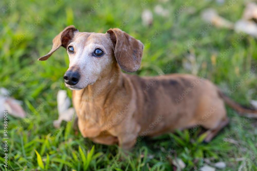 Dachshund dog sit on the grass Dachshund dog sit on the grass