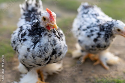 Adorable mottled pekin bantam chickens looking into camera with selective focus