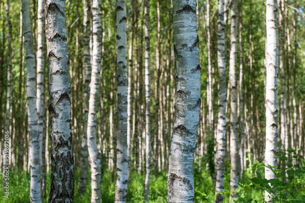 Birch grove on a sunny summer day. Birch grove on a sunny summer day.