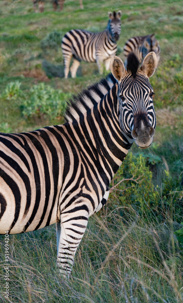 Naklejka premium zebra