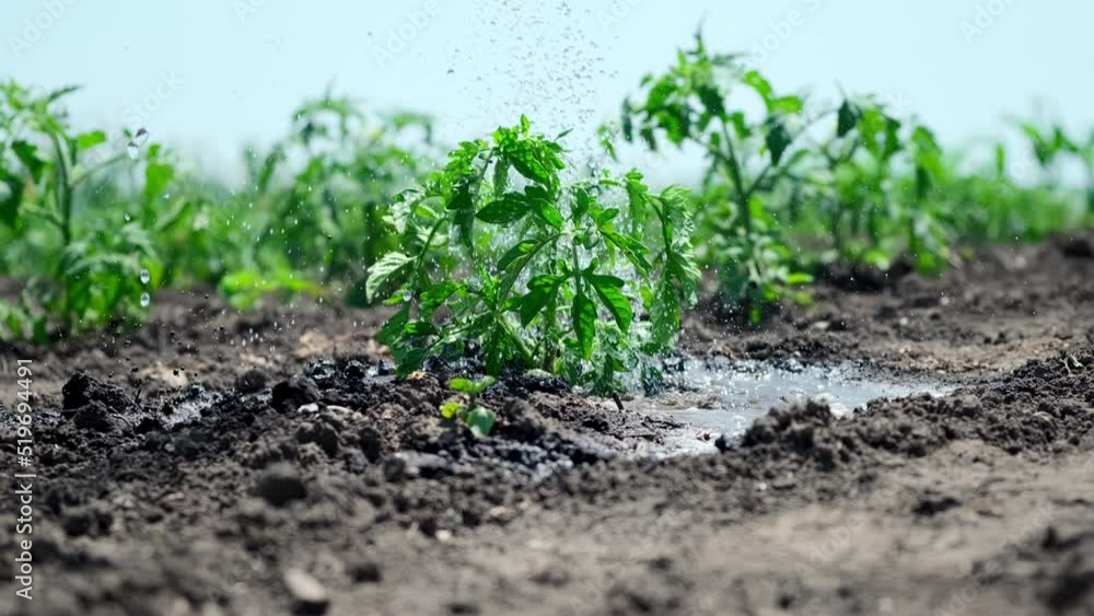 Tomatoes in the garden have a good harvest. The gardener waters the tomatoes with water drops.Apple ProRes 422 HQ.Quality 4K UHD 50P 4:2:2 10bit. Tomatoes in the garden have a good harvest. The gardener waters the tomatoes with water drops.Apple ProRes 422 HQ.Quality 4K UHD 50P 4:2:2 10bit.