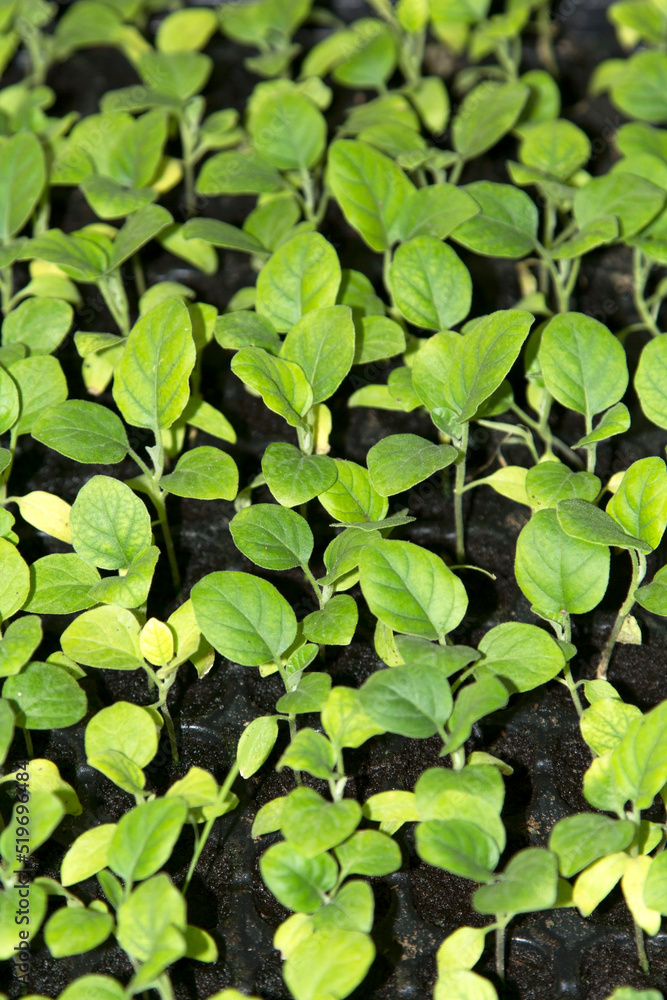 Small saplings of various species that farmers grow for planting and propagating them to grow to produce produce and food for consumption and to be sold in the fresh vegetable market. Small saplings of various species that farmers grow for planting and propagating them to grow to produce produce and food for consumption and to be sold in the fresh vegetable market.