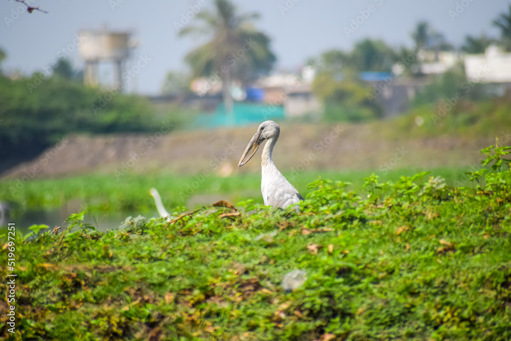 Asian openbill or openbill stork resting near the lake. Large wading bird. Asian openbill or openbill stork resting near the lake. Large wading bird.