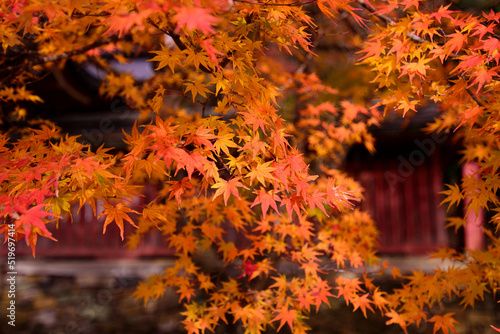 京都の秋、もみじの紅葉